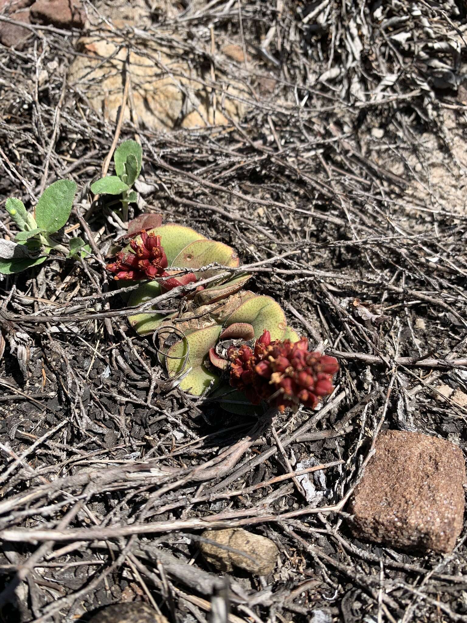 Crassula compacta Schönl. resmi