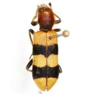 Image of Trichodes bibalteatus Le Conte 1858