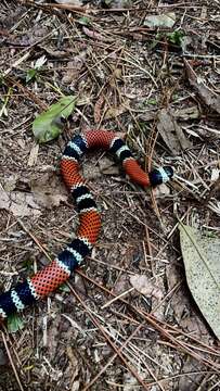 Image of Aesculapian False Coral Snake