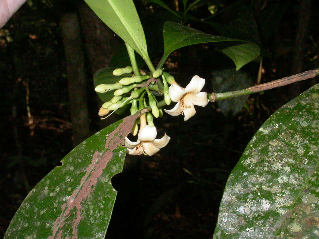 Image of Fagraea gracilipes A. Gray