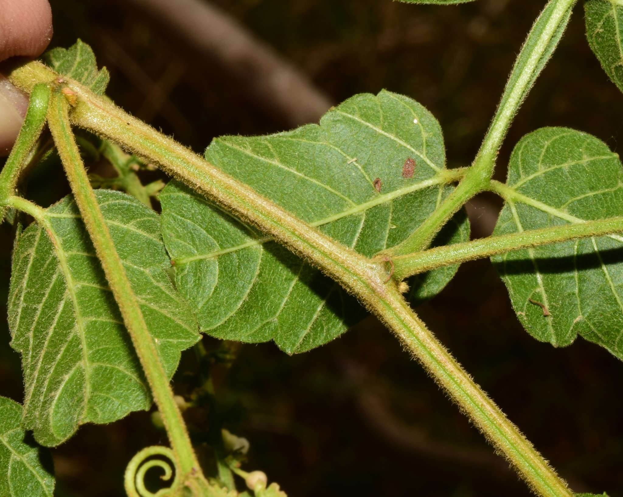 Image of Paullinia tomentosa Jacq.