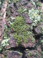 Image of wreath lichen