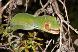 Image of Nelson green gecko