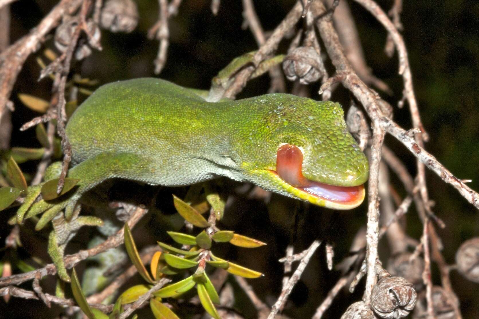 Image of Nelson green gecko