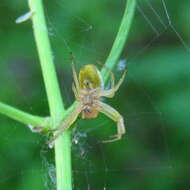 Image of Six-spotted Yellow Orbweaver