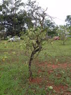 Image of Solanum lycocarpum A. St.-Hil.