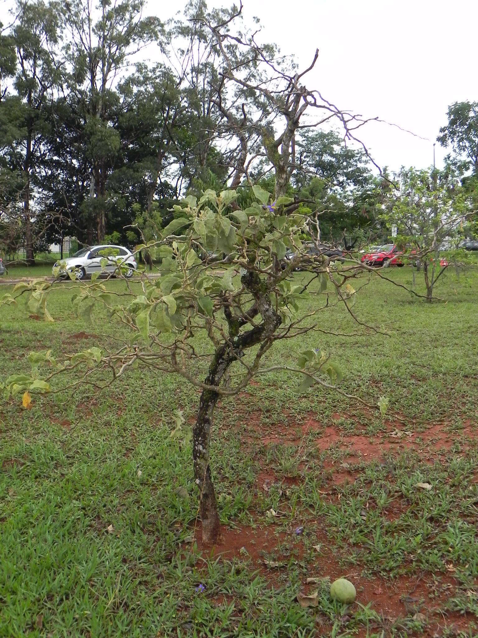 Image of Solanum lycocarpum A. St.-Hil.