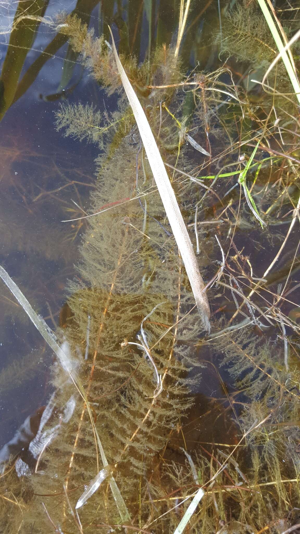 Image of Farwell's Water-Milfoil