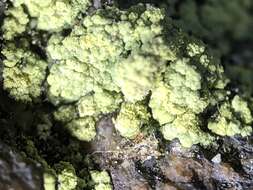 Image of rim lichen