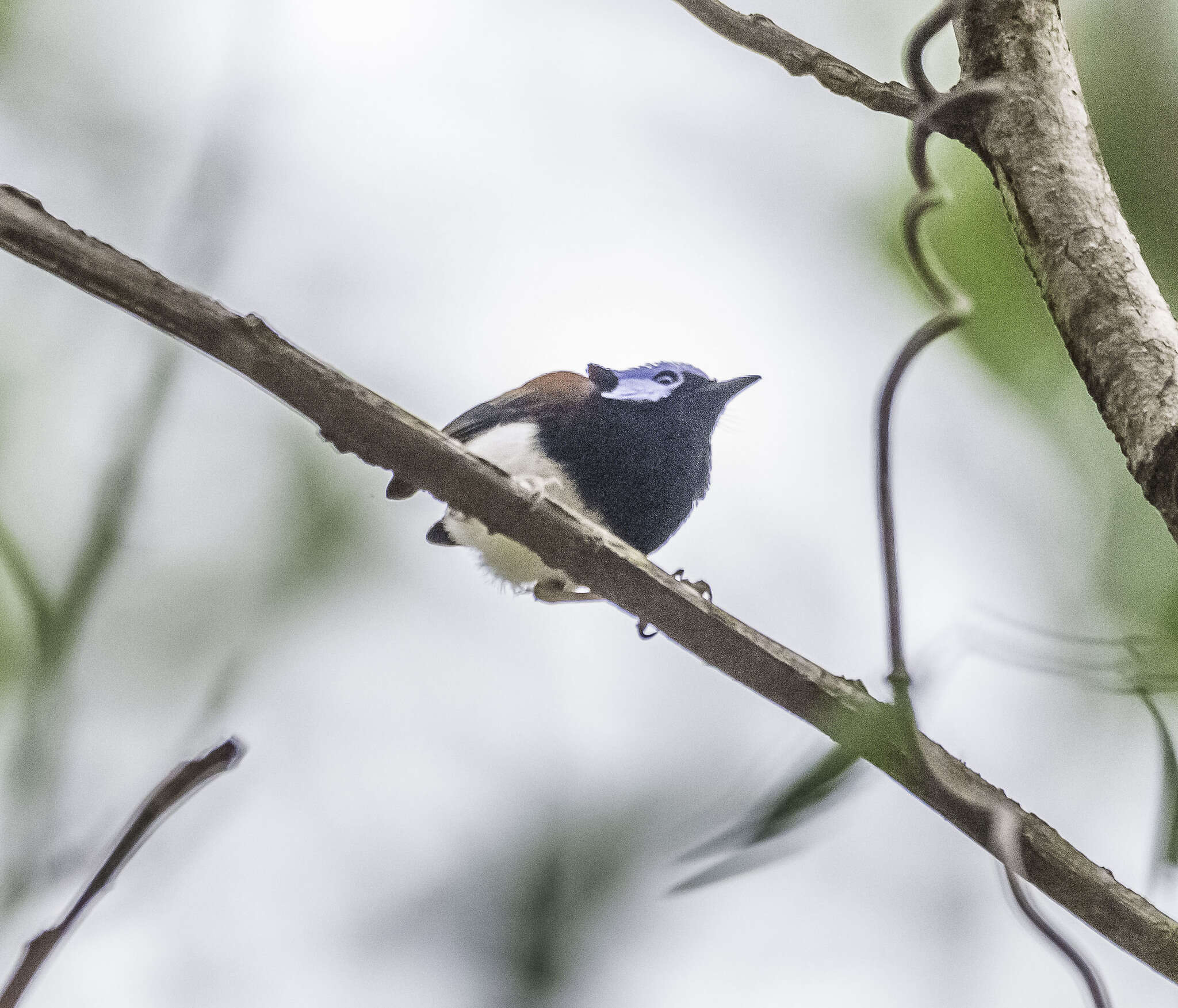 صورة Malurus amabilis Gould 1852