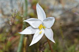 Image of Cyanella alba subsp. alba