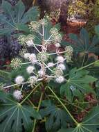 صورة Fatsia