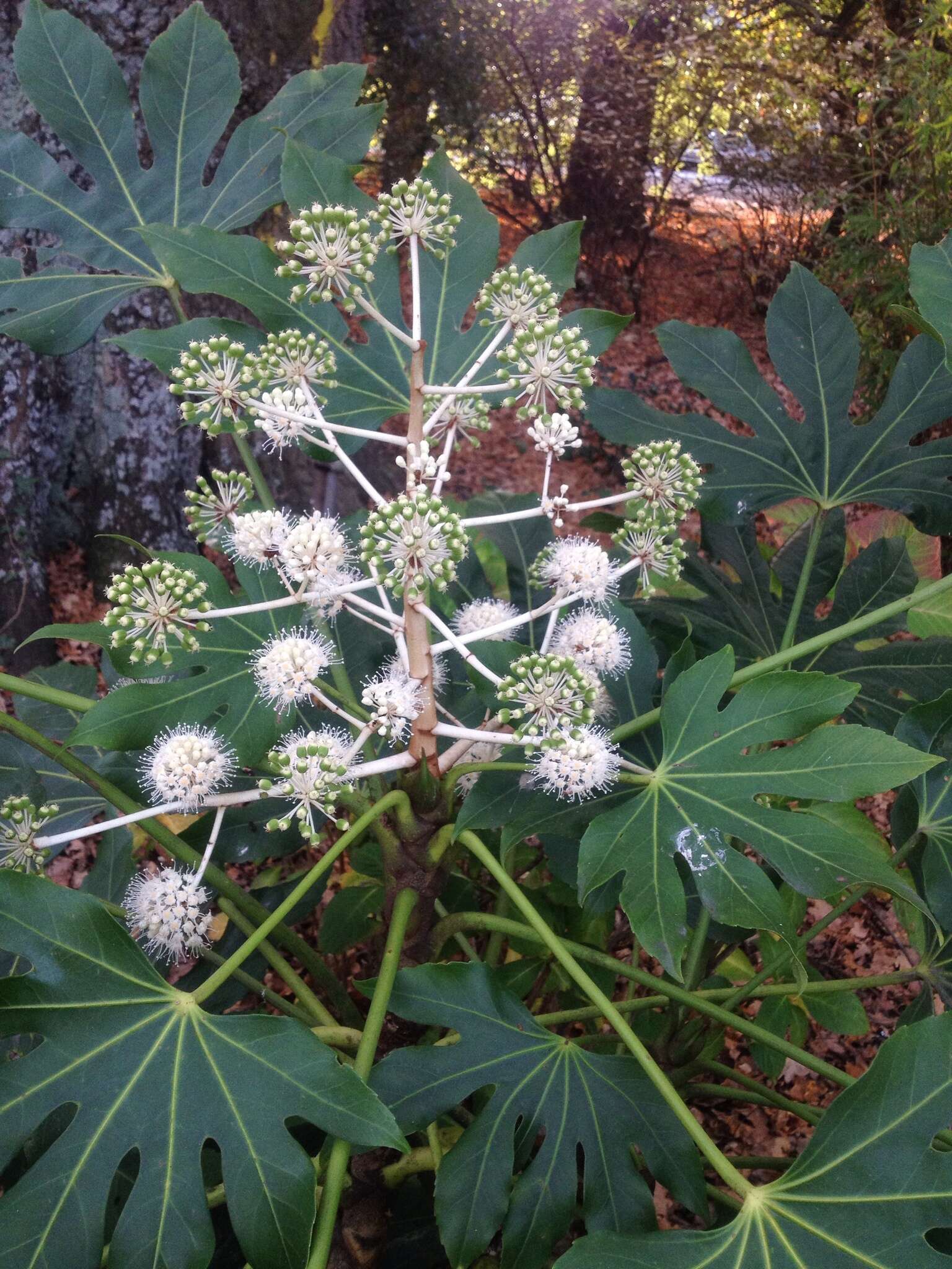 صورة Fatsia