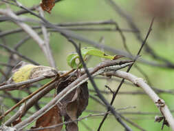 صورة Oxybelis aeneus (Wagler 1824)