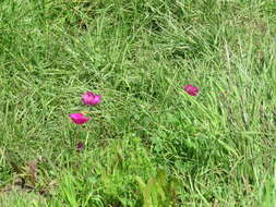 Imagem de Anemone coronaria L.