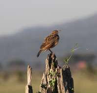 Image of Red-winged Bush Lark