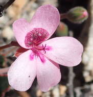 Image of Pelargonium burgerianum J. J. A. Van der Walt