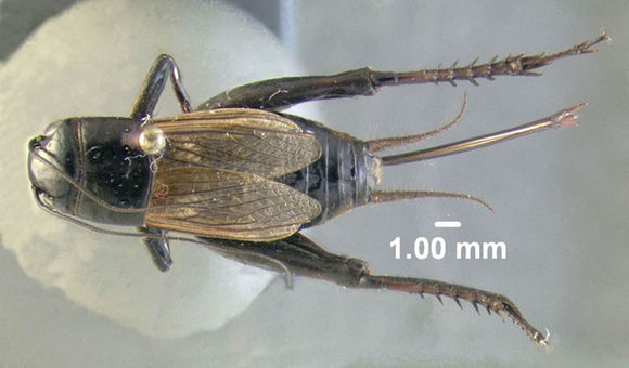 Image of Spring Field Cricket