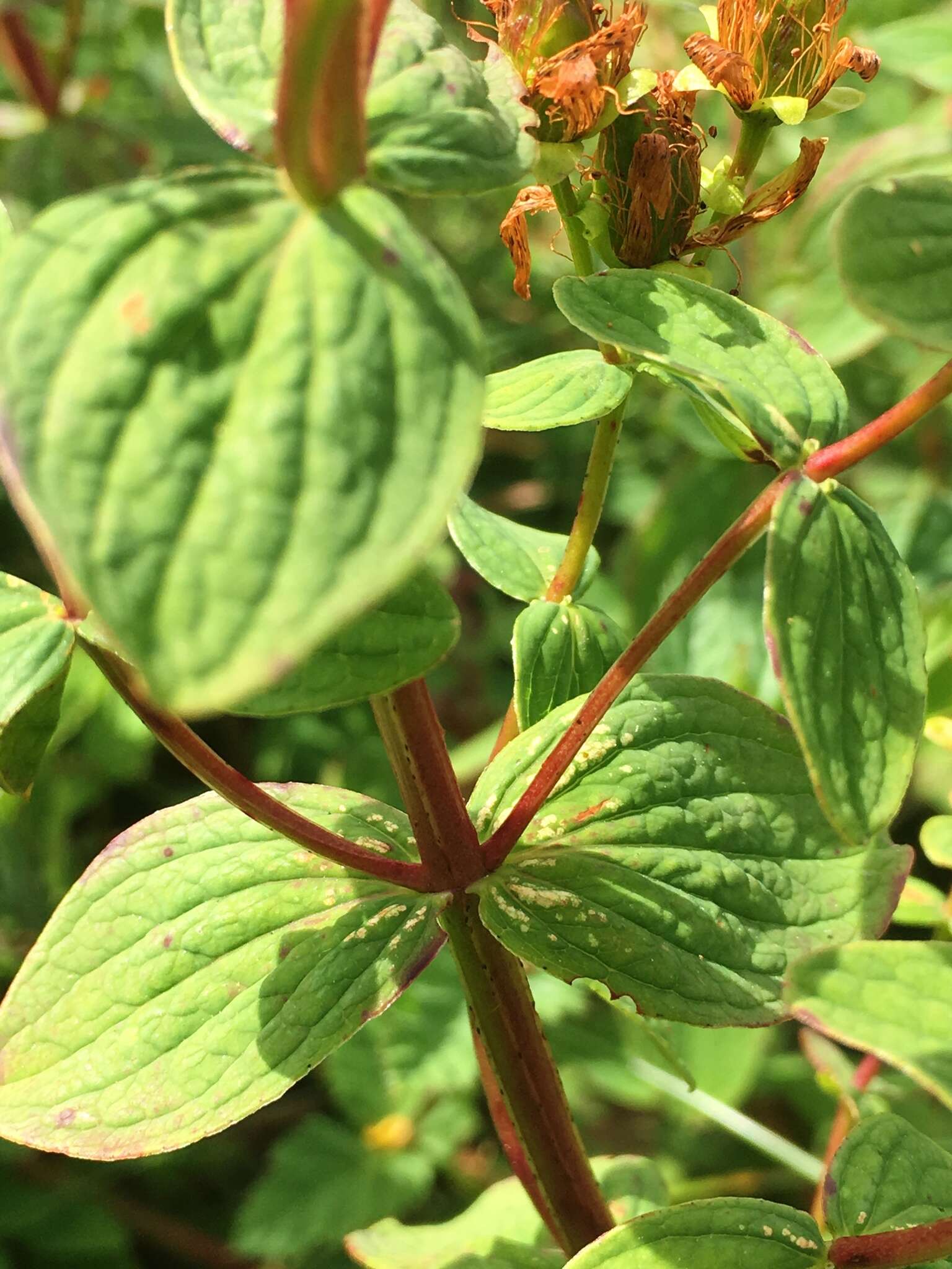 Image of spotted St. Johnswort