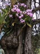 Image of Cattleya trianae Linden & Rchb. fil.