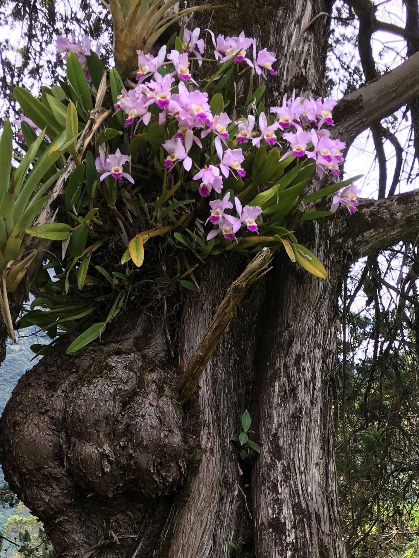 Image of Cattleya trianae Linden & Rchb. fil.