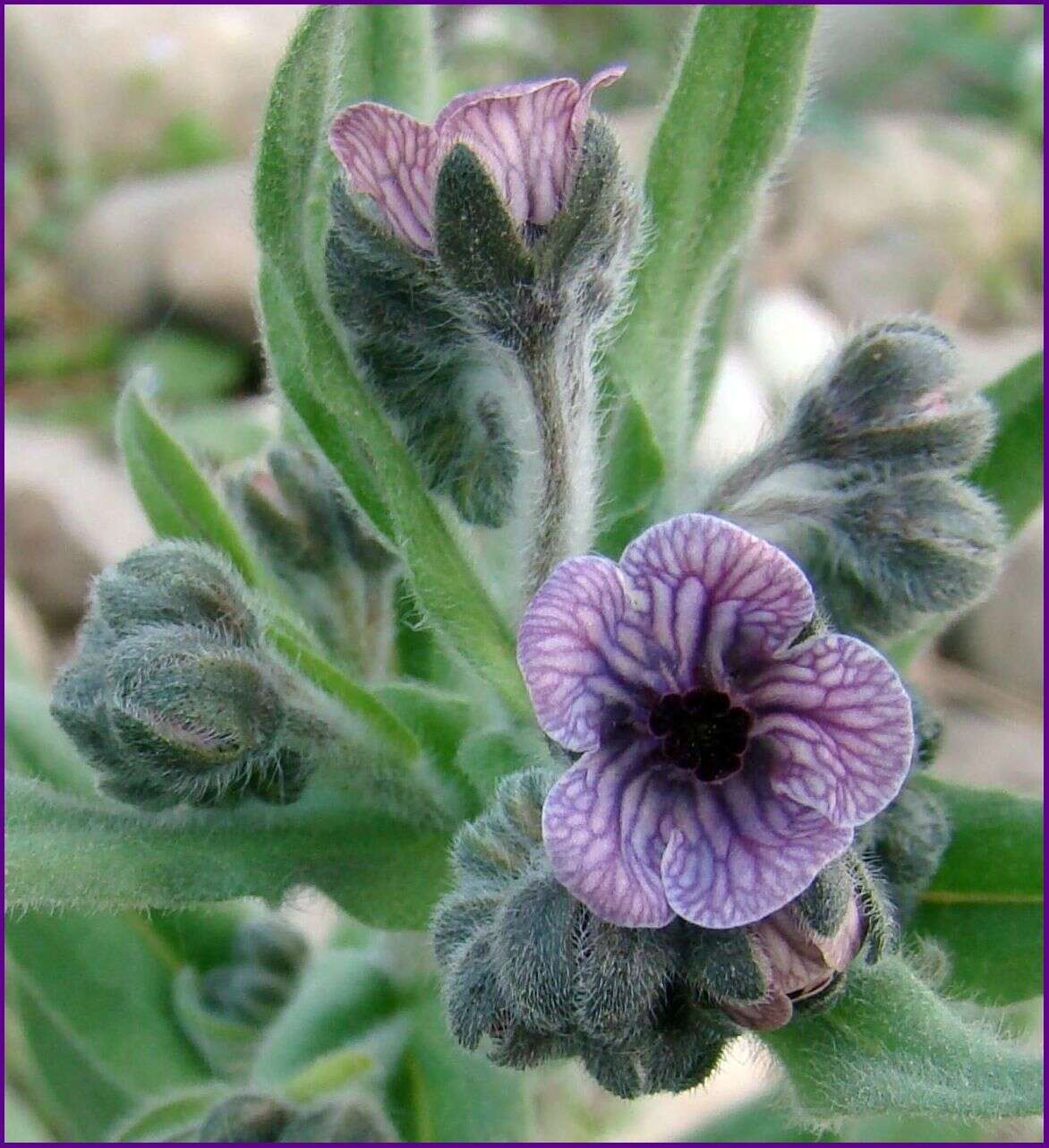 Image of blue hound's tongue