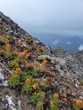 Image of Olympic Mountain rockmat