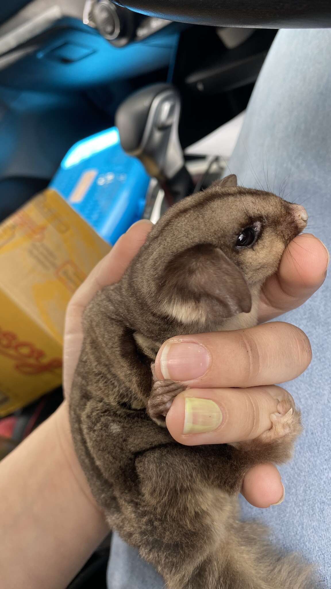 Image of Squirrel Glider