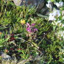 Image of Pedicularis caucasica M. Bieb.