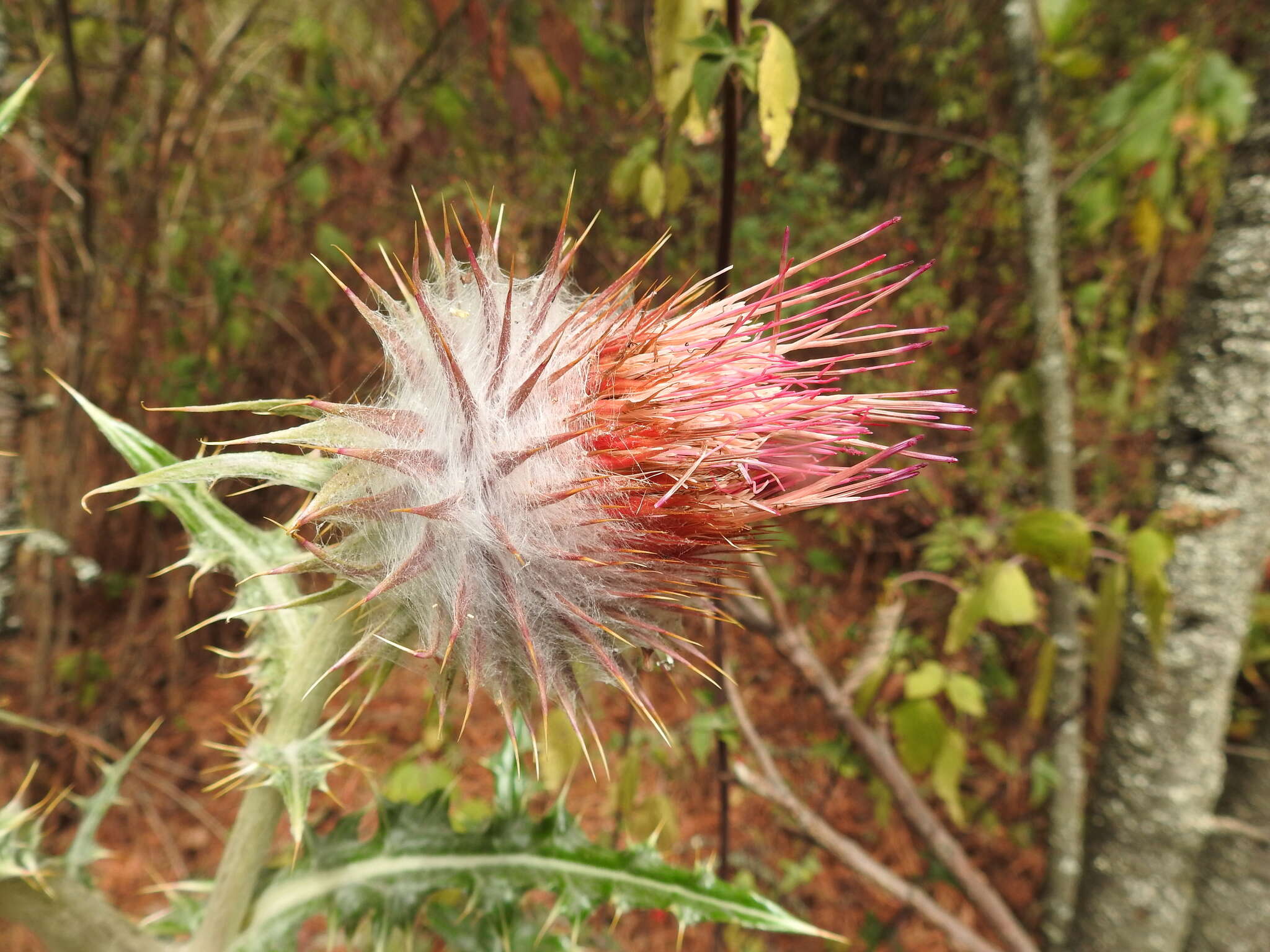 Image of Cirsium ehrenbergii Sch. Bip.