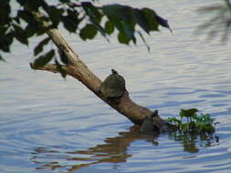 Image of Eastern River Cooter