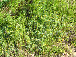 Image de Acmispon wrangelianus (Fisch. & C. A. Mey.) D. D. Sokoloff