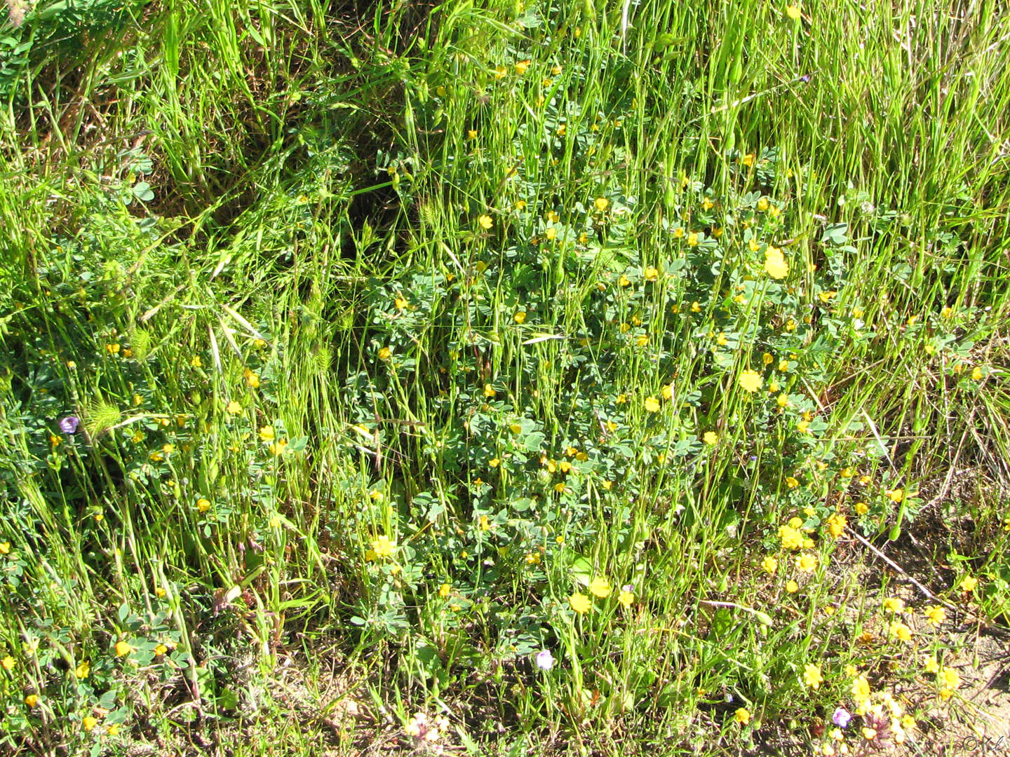 Image de Acmispon wrangelianus (Fisch. & C. A. Mey.) D. D. Sokoloff