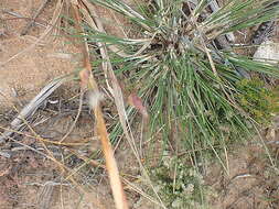 Image of Ehrharta capensis Thunb.