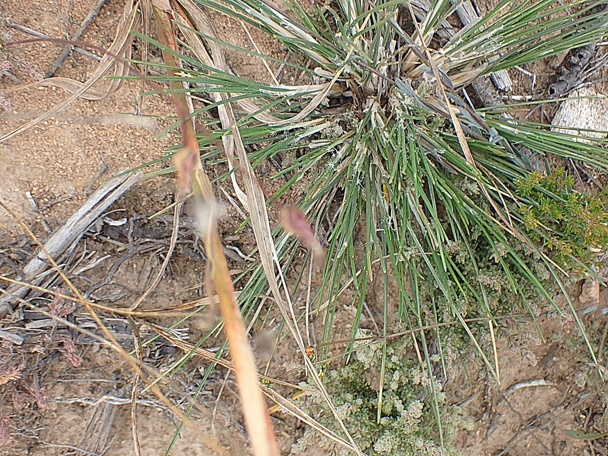 Image de Ehrharta capensis Thunb.