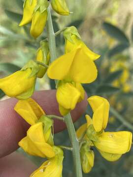 Image of Crotalaria argyraea Baker