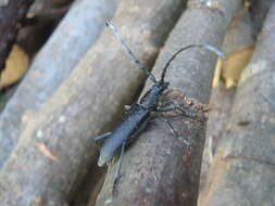 Image of capricorn beetle