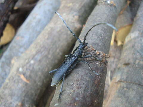 Image of capricorn beetle