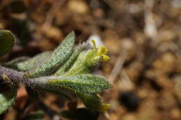 Image of alyssum