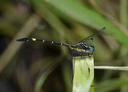 Imagem de Austrogomphus bifurcatus Tillyard 1909