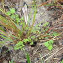 Aeschynomene brevifolia Poir. resmi