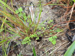 Imagem de Aeschynomene brevifolia Poir.