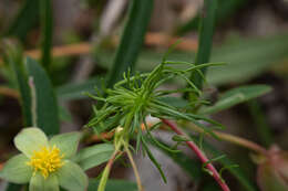 Image de Stylidium bulbiferum Benth.