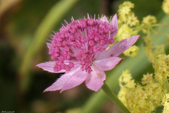 Image of Astrantia maxima Pall.