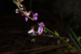 Image of Desmodium cordistipulum Hemsl.