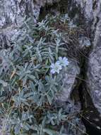 Imagem de Cerastium biebersteinii DC.