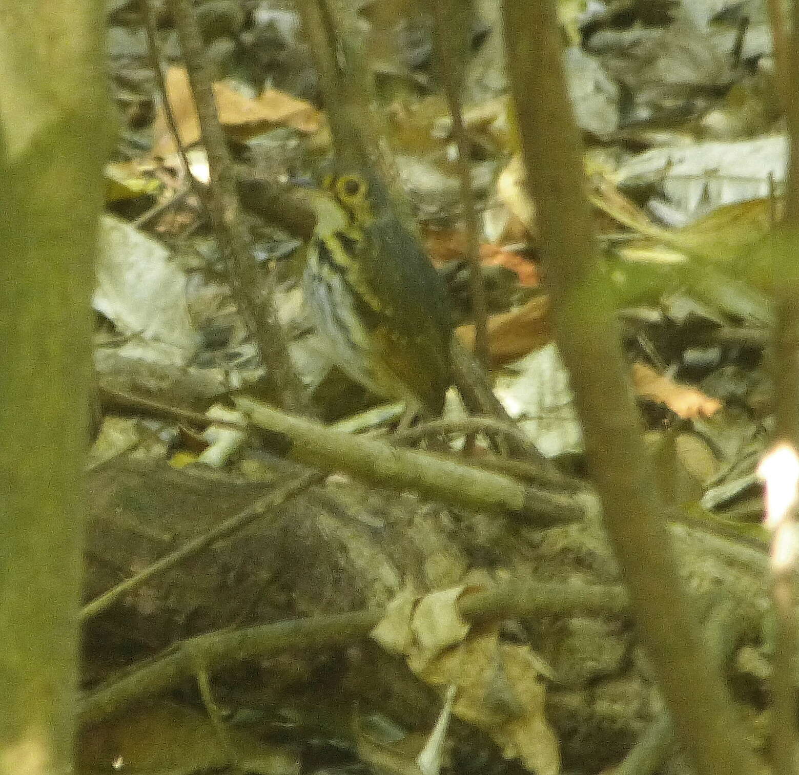 Image of Spectacled Antpitta