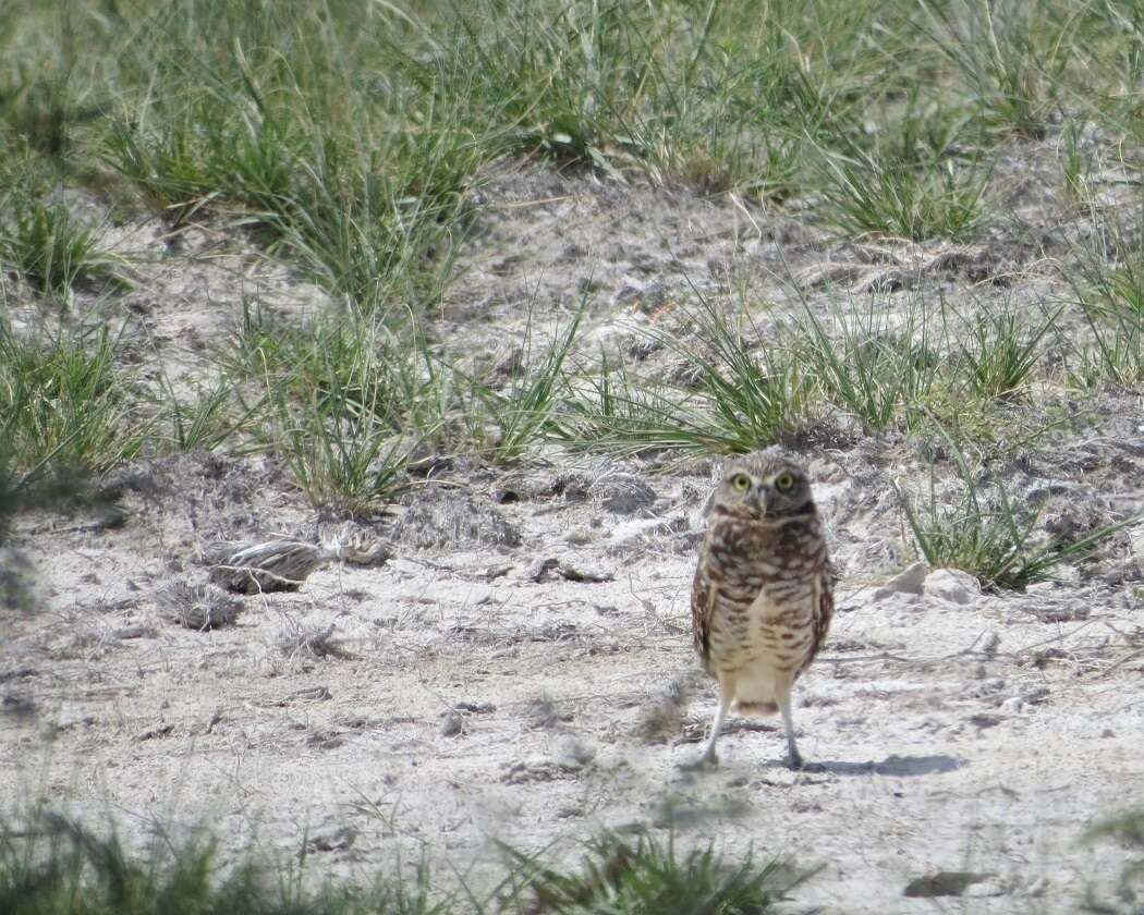 Image of Burrowing Owl