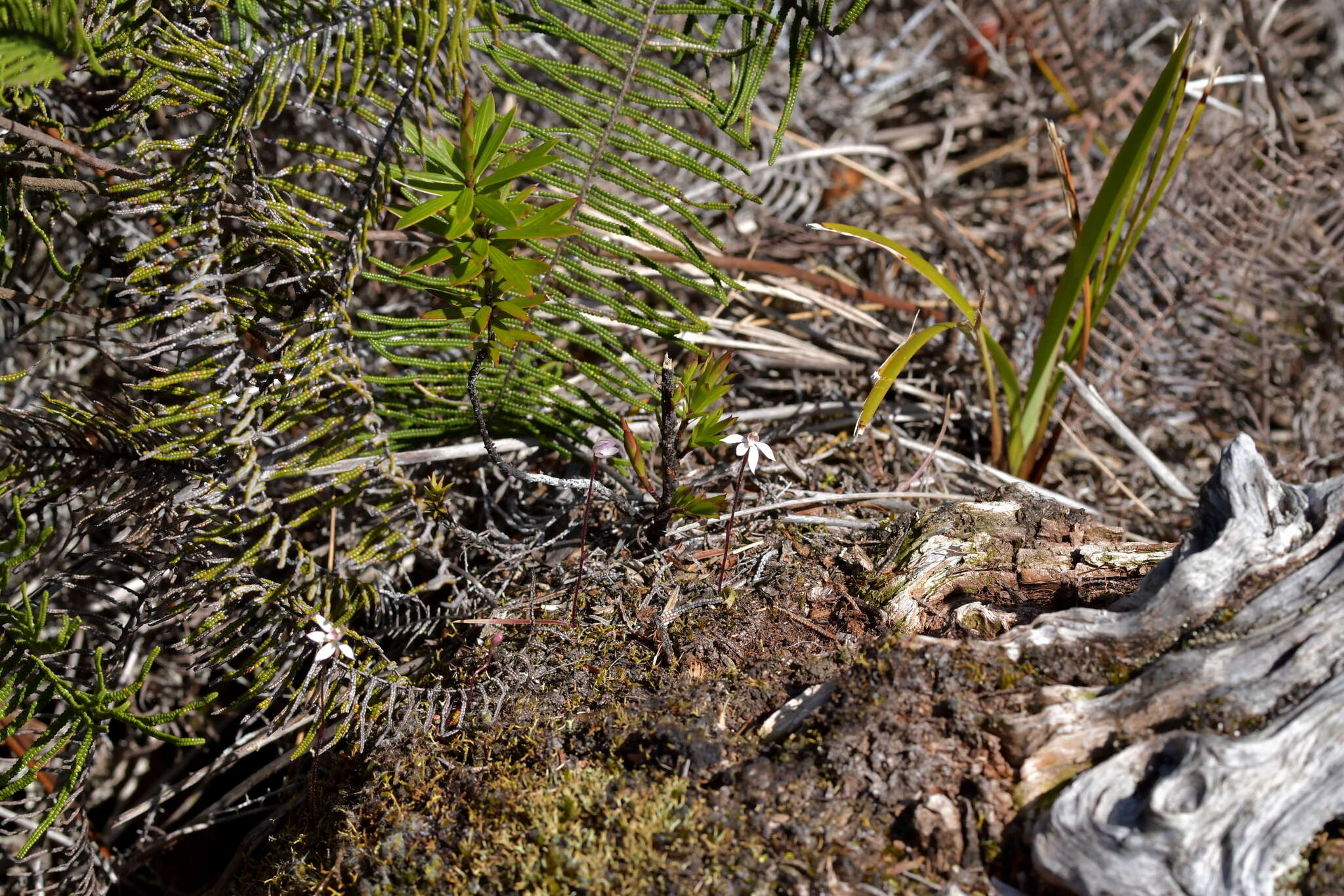 Image of Fairy orchid