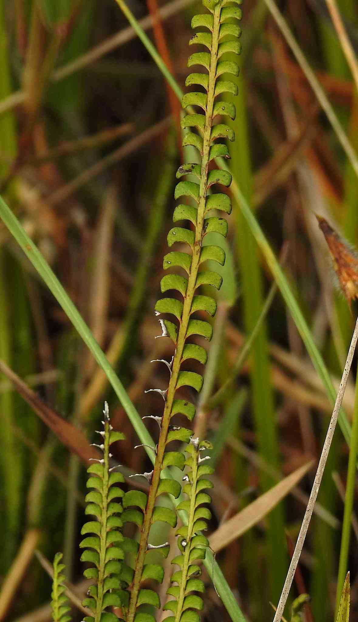 Image of Small-Stalk Necklace Fern